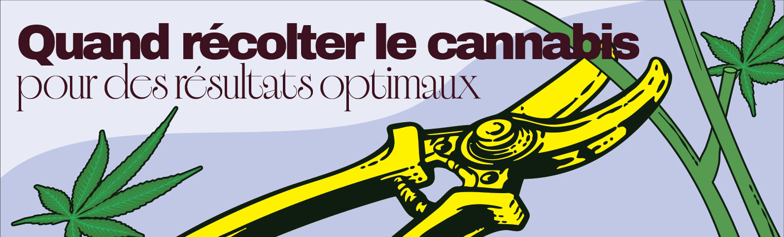 Quand récolter le cannabis pour des résultats optimaux